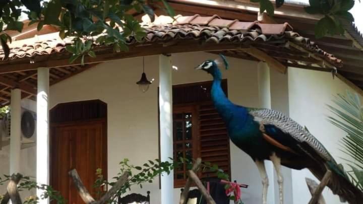 לינה וארוחת בוקר טנגלה Peacock Garden מראה חיצוני תמונה