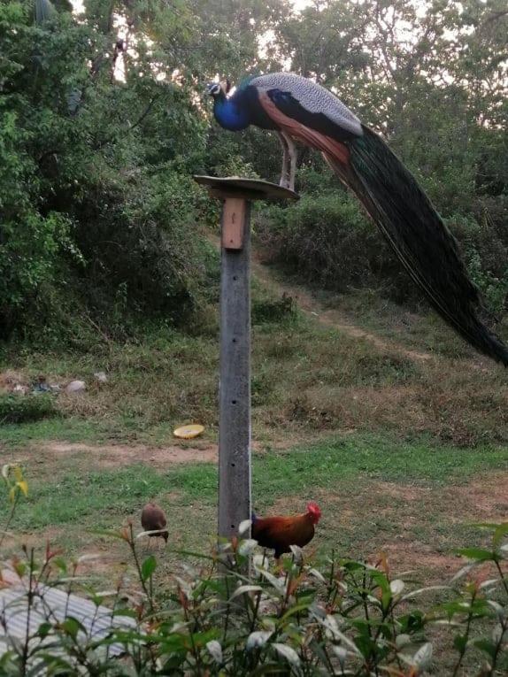 לינה וארוחת בוקר טנגלה Peacock Garden מראה חיצוני תמונה