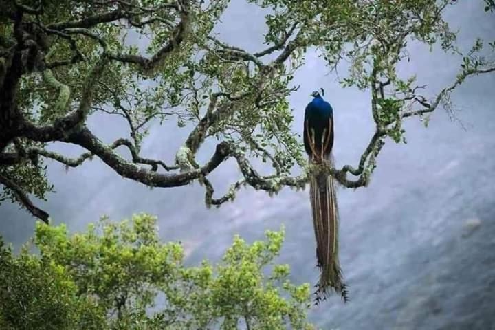 לינה וארוחת בוקר טנגלה Peacock Garden מראה חיצוני תמונה